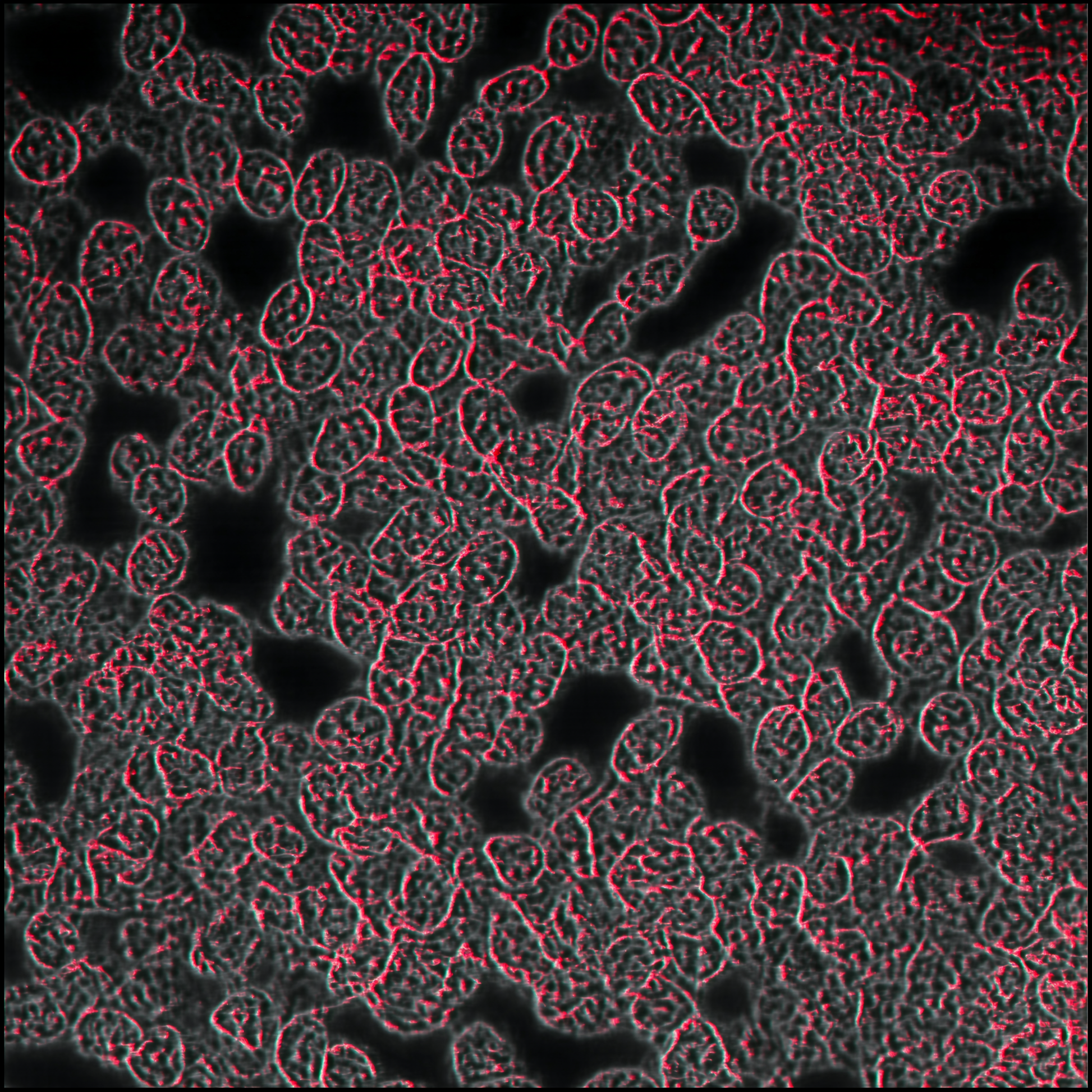 Human Cord Blood CD34⁺ Cells Derived Endothelial Cells
